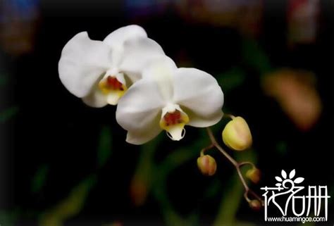 白色蝴蝶蘭花語 火 植物